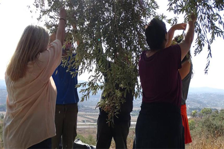 متطوعون يقطفون الزيتون ضمن حملة "باقون ما بقي الزعتر والزيتون" في نابلس