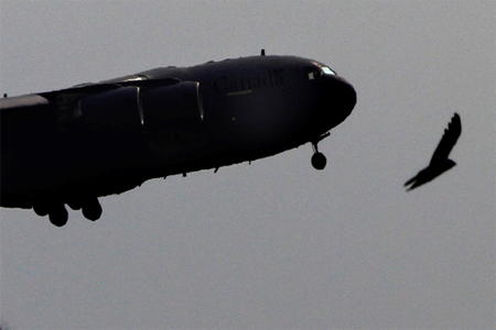 Canada has around 600 personnel, including 69 special forces operators, in Iraq as part of a U.S.-led coalition aiding local forces in the battle against Islamic State jihadists. (AP)