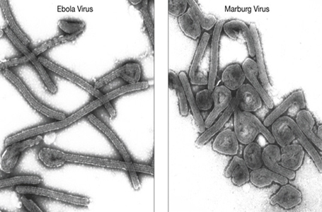 فيروس ايبولا وفيروس ماربورغ