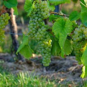 دراسة لجامعة بيرزيت: أوراق العنب قد تحمي من سرطان الرئة‪‬