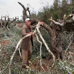 الاستيطان الاسرائيلي يقوض قطاع الزيتون في الضفة